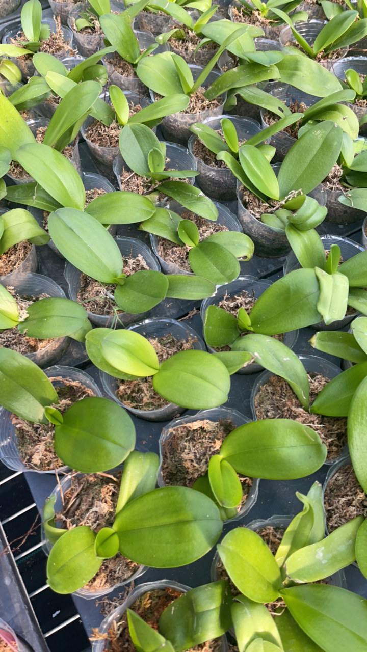 云台农场618美杜莎蝴蝶兰2.8加高杯蝴蝶兰 没有花剑