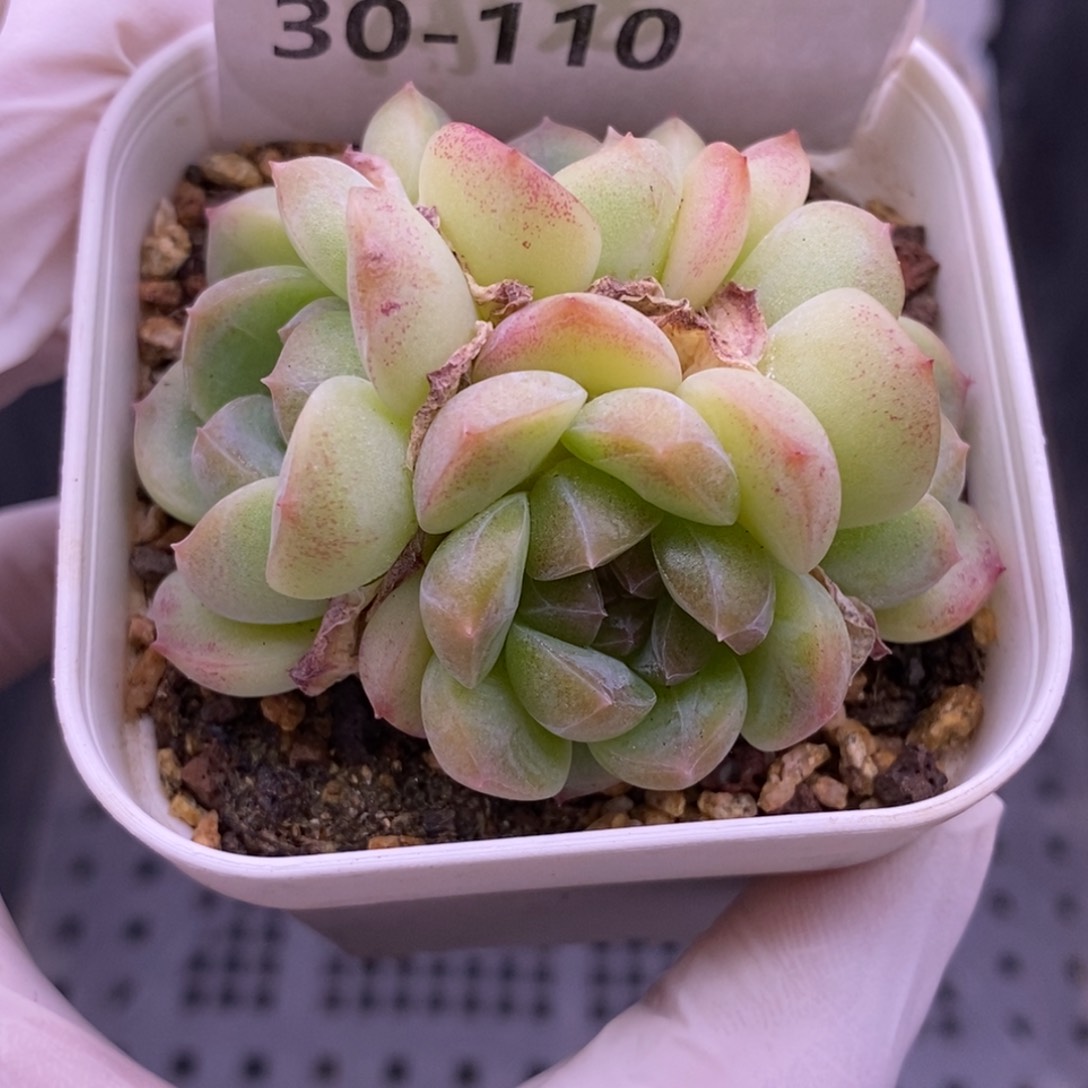 【闪购商品】30-110