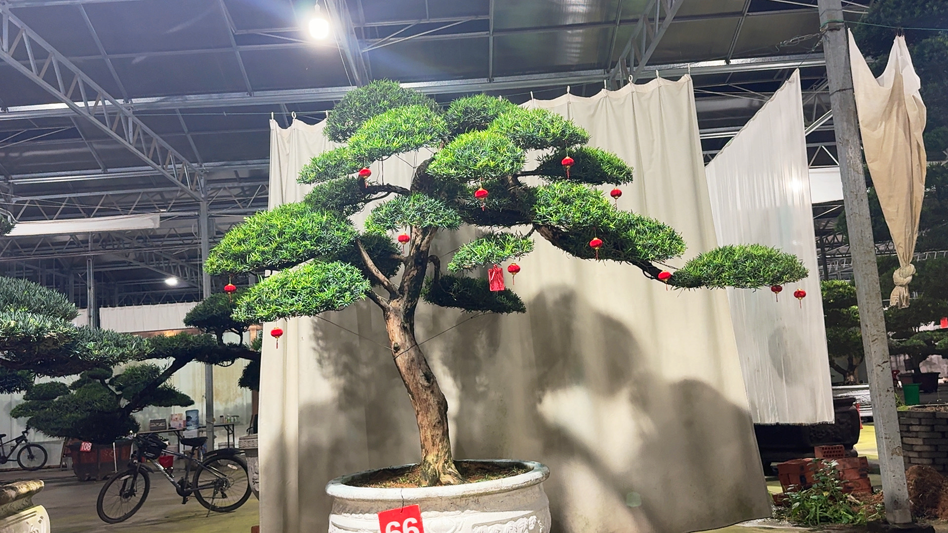 大规格精品罗汉松别墅必备造型老桩带盆发货