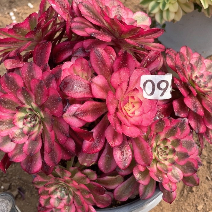 095多肉植物月蝉