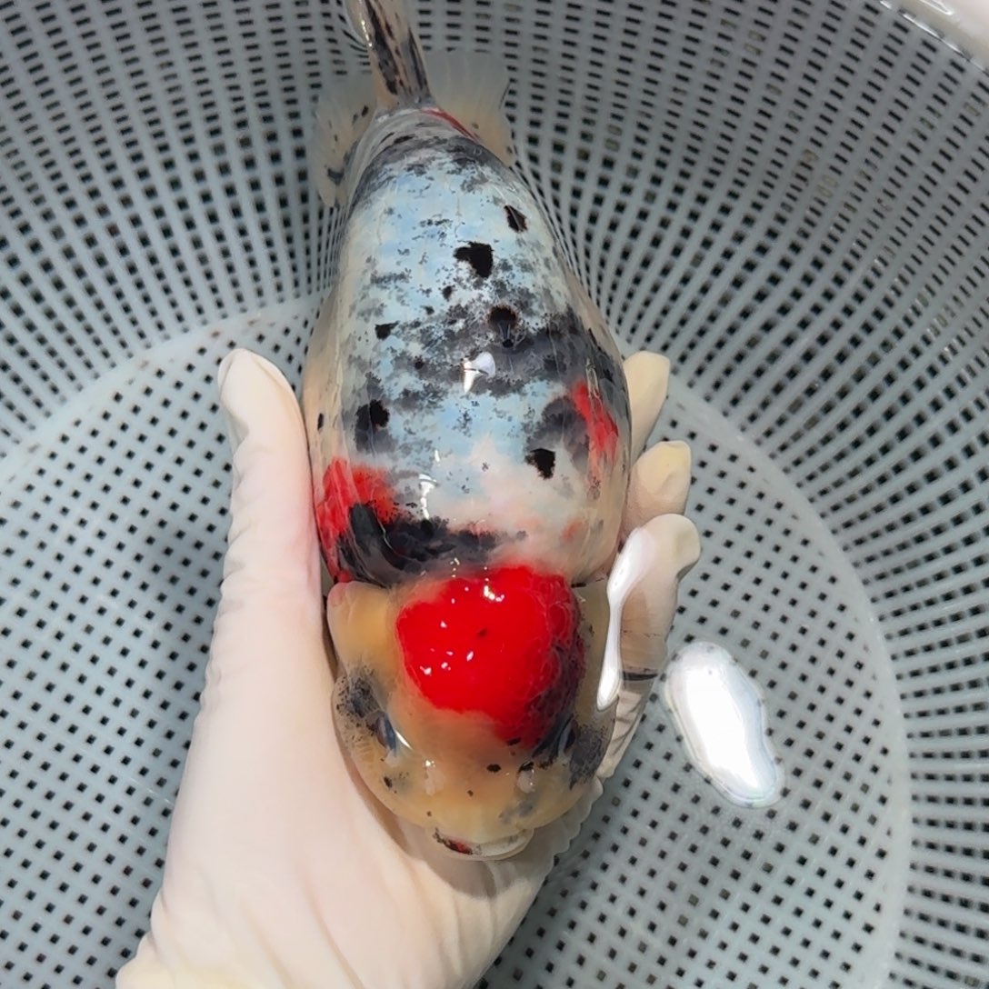 金鱼精品高货兰寿
