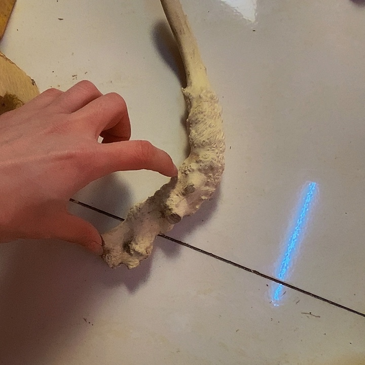 与***生黄杨木等多种木材