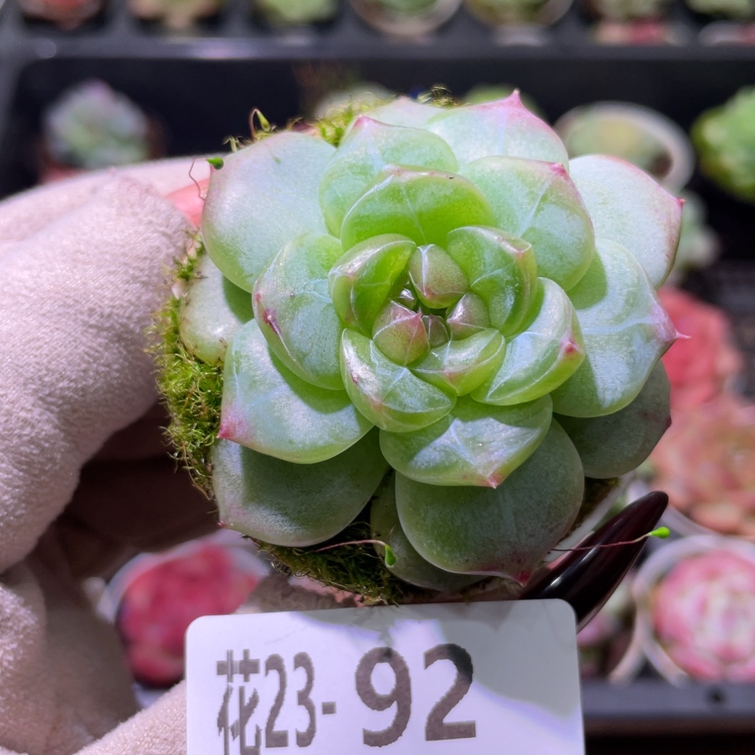 花利美23-92新品珍妮