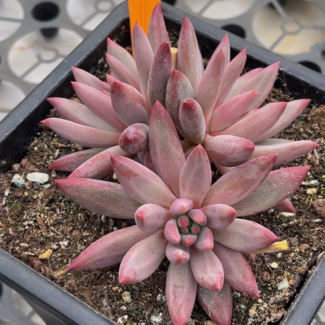 1981号上午多肉植物群生多肉植物