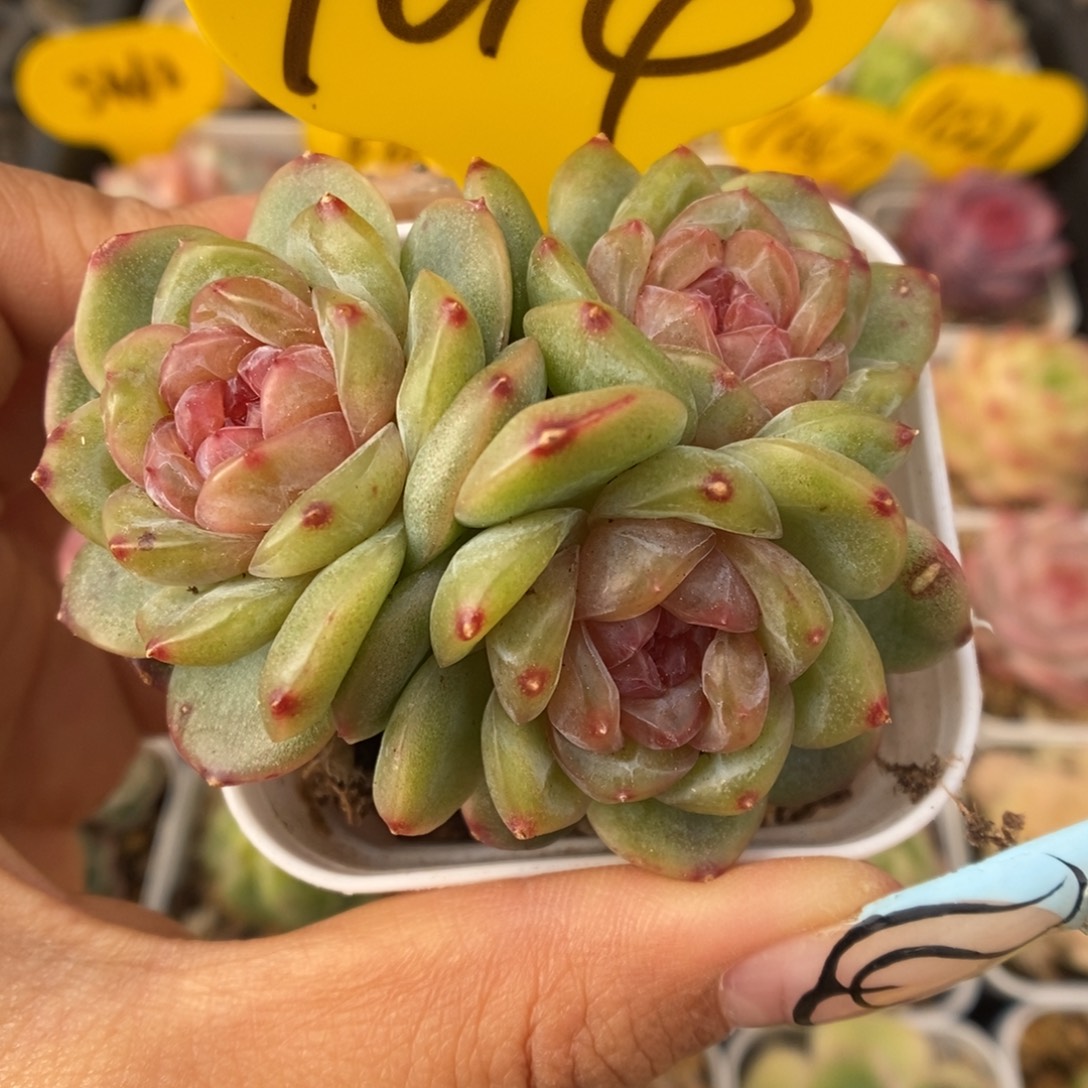 芙汐珍妮群生1014号。  