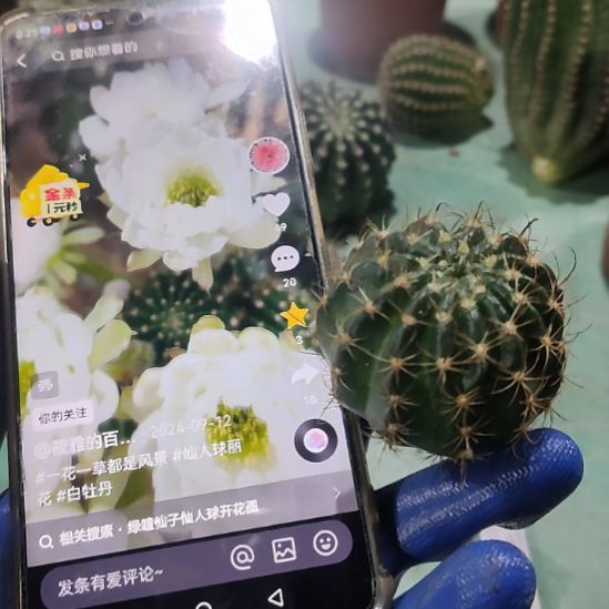 仙人球丽花白牡丹侧芽