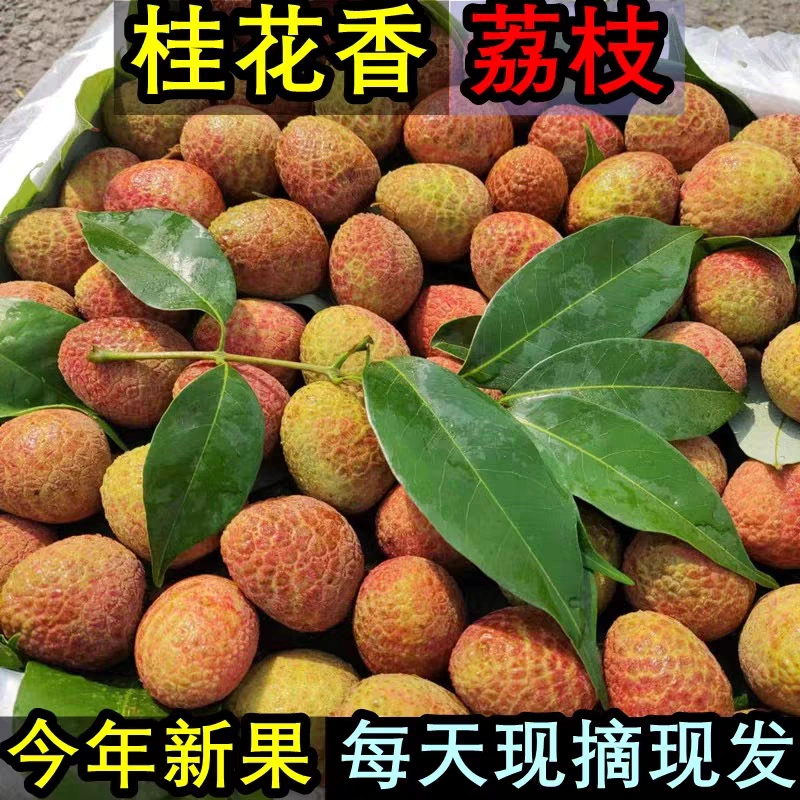海南桂花香荔枝当季新鲜水果现摘现发肉质鲜嫩爽口爆汁鲜甜可口
