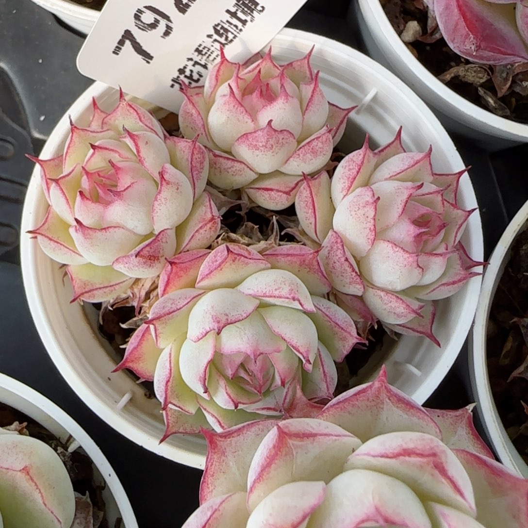 花语逸镜0129-792