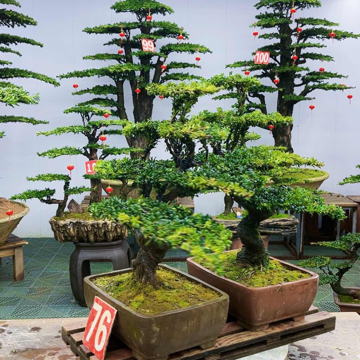 【闪购商品】罗汉松盆景艺术展演