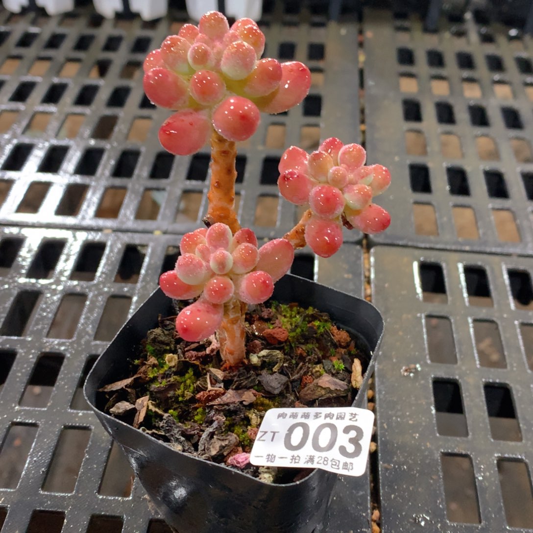 肉萌萌拇指盆精控多肉ZT003