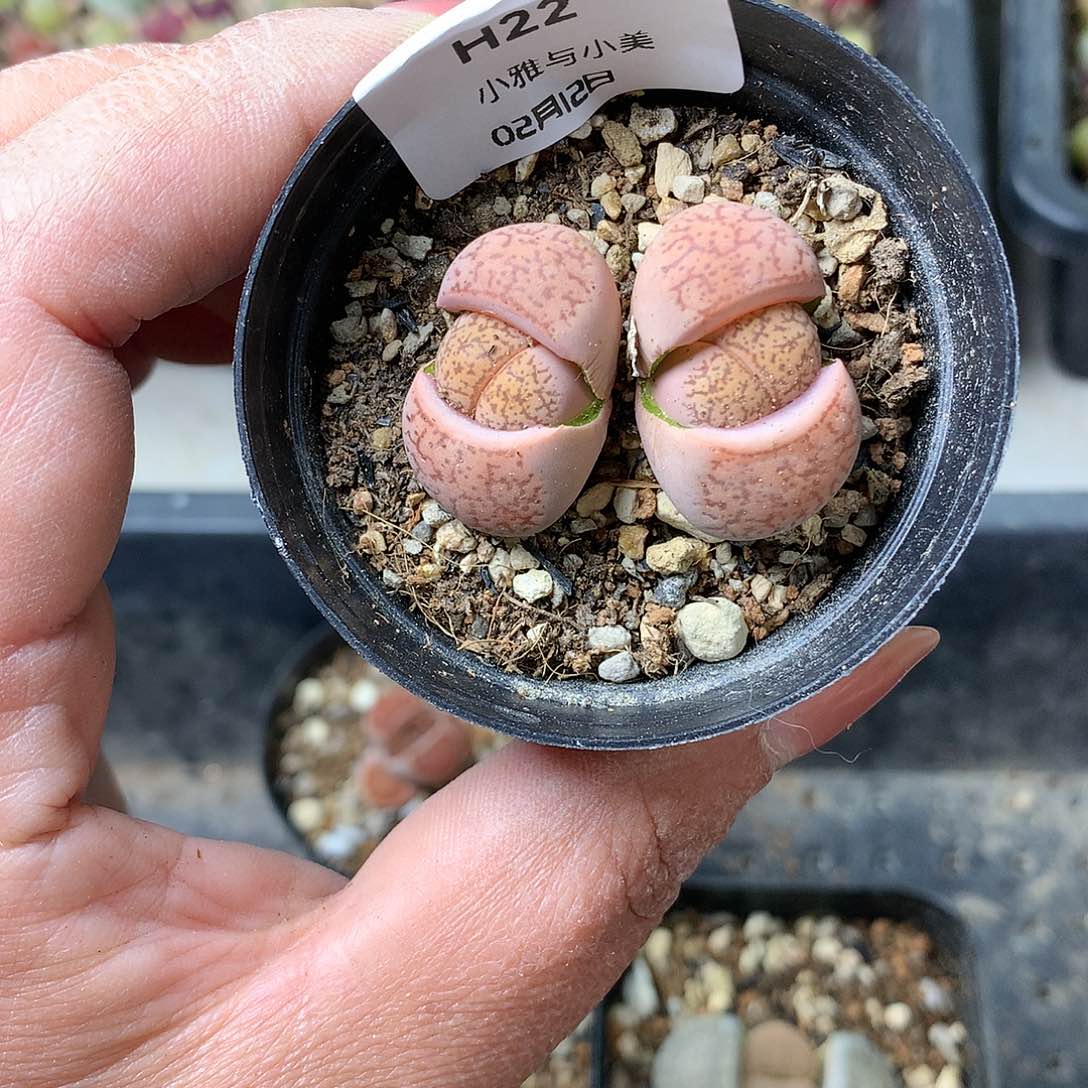 H22多肉植物保护研究所