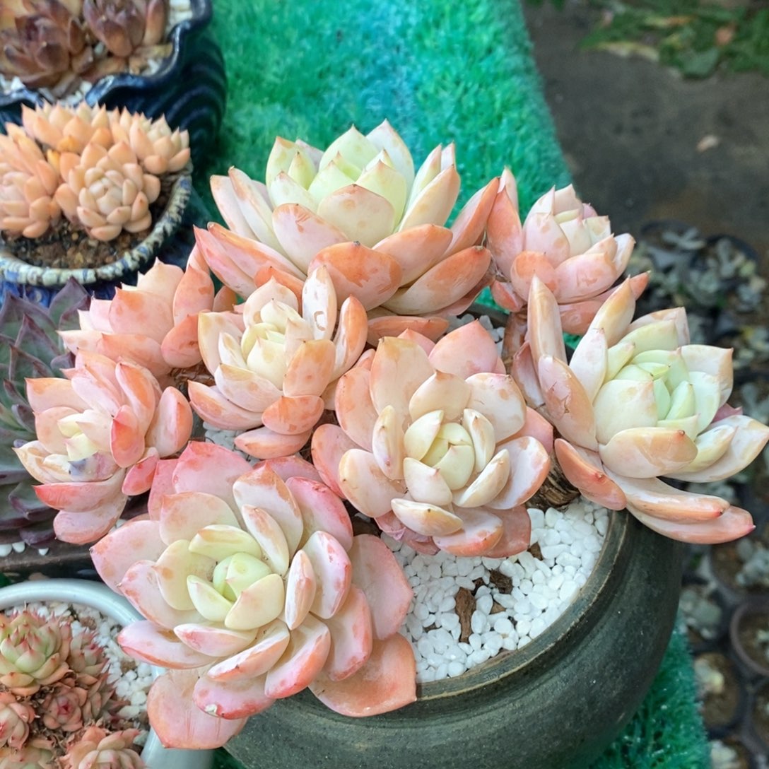 恋曲多肉植物盆栽