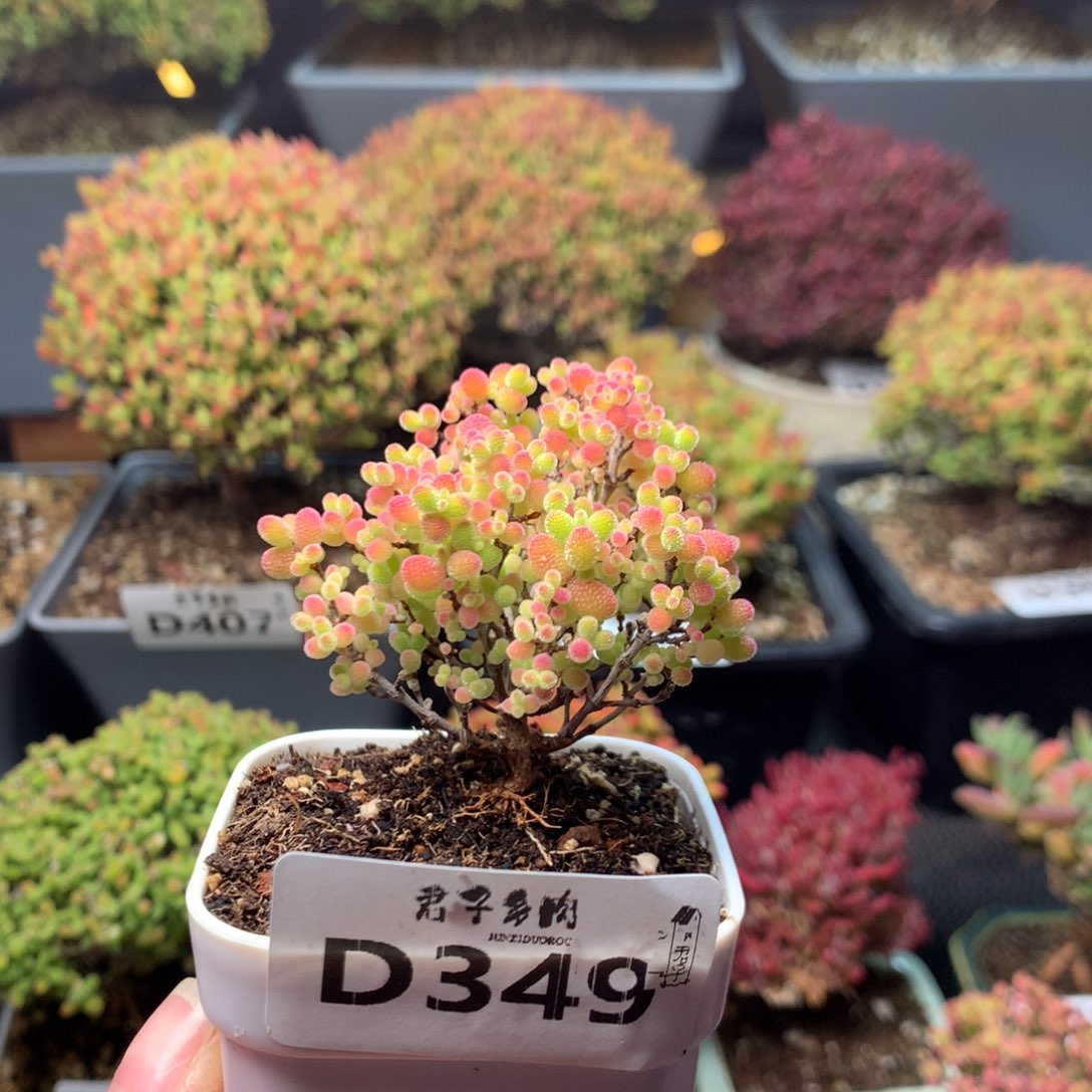 349蜜橘糖球                   