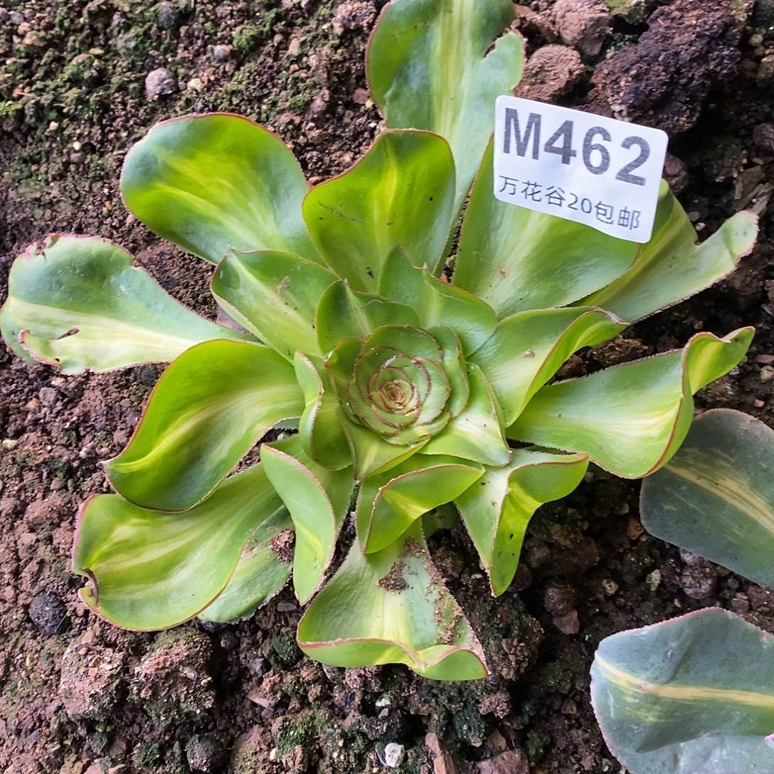 462爱妃多肉植物