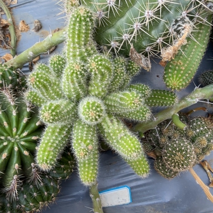 苗接白檀仙人掌群生620