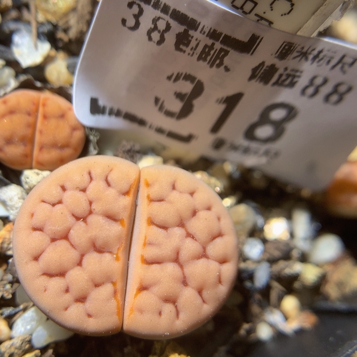 zzx精品生石花318