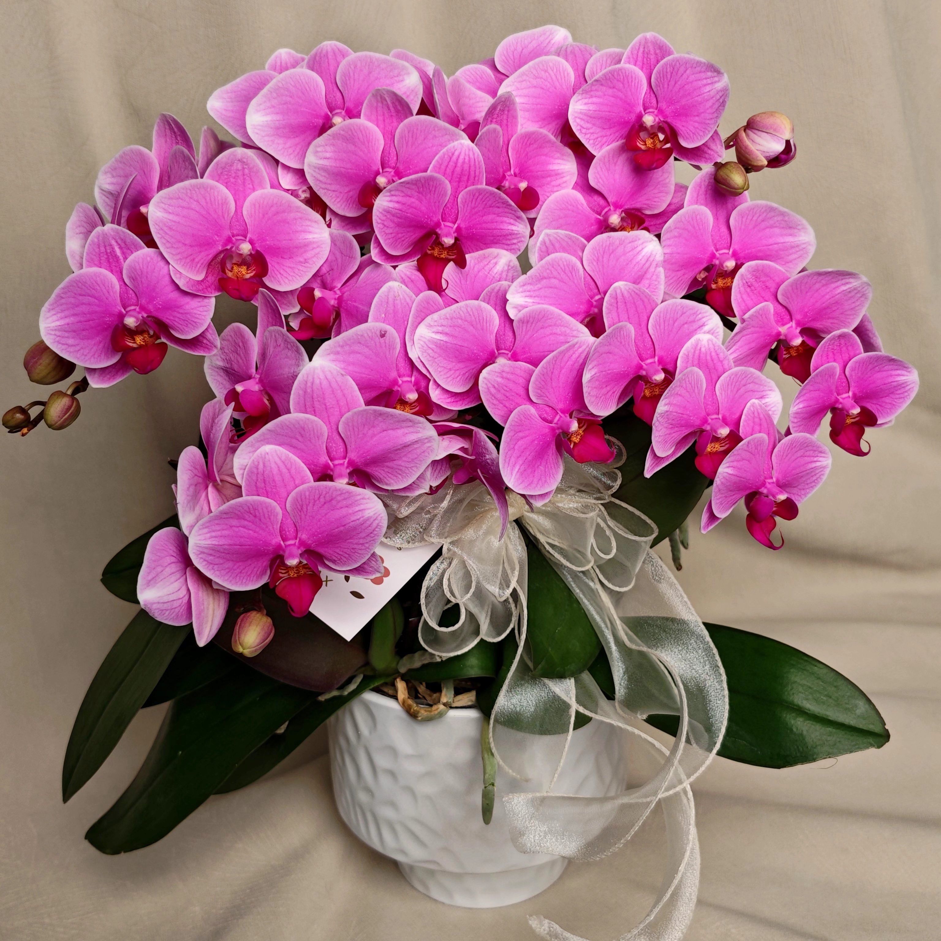 【紫霞仙子】经典紫色系蝴蝶兰 欧洲稀有品种 长花期  