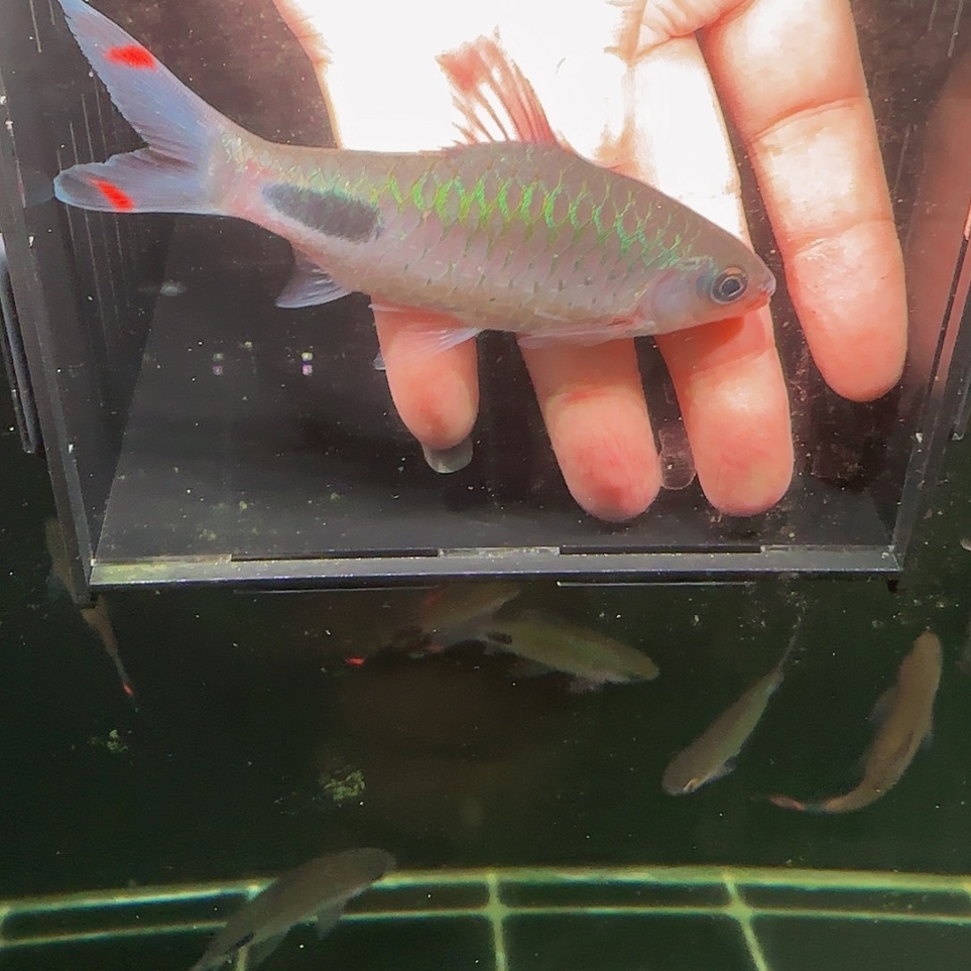 吉罗鱼干架红眼紫红11-12