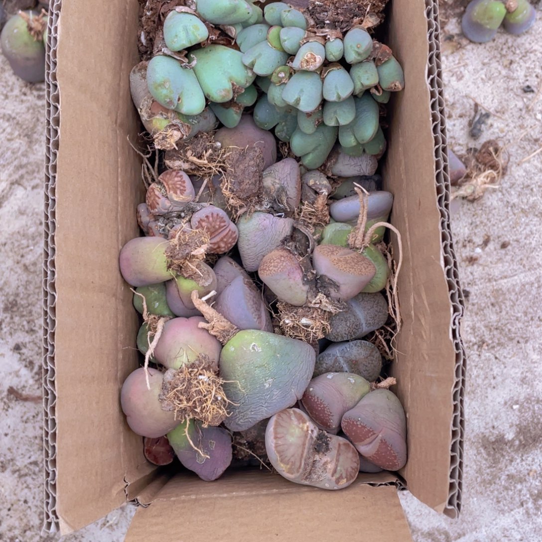 一箱母本888888888