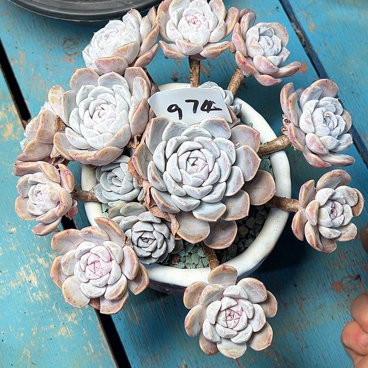 974/////////////////