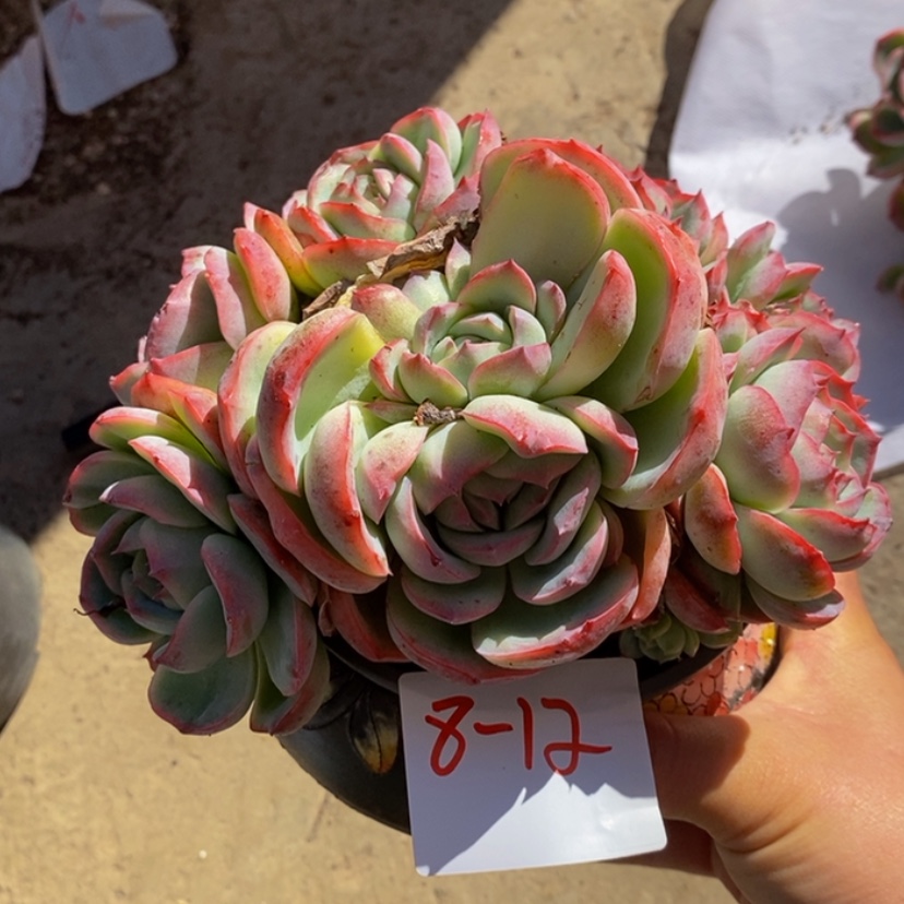 【闪购商品】蛋****子多肉植物