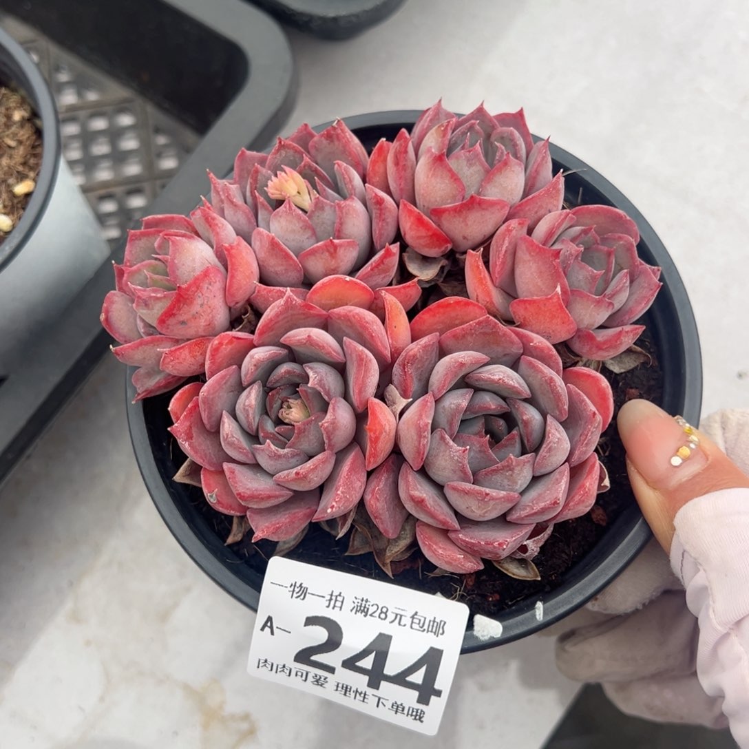 暗冰多肉多肉多肉多肉