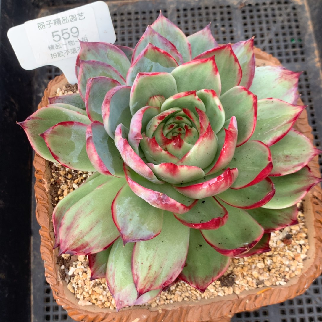 琪***妈559多肉植物惊鸿15.5