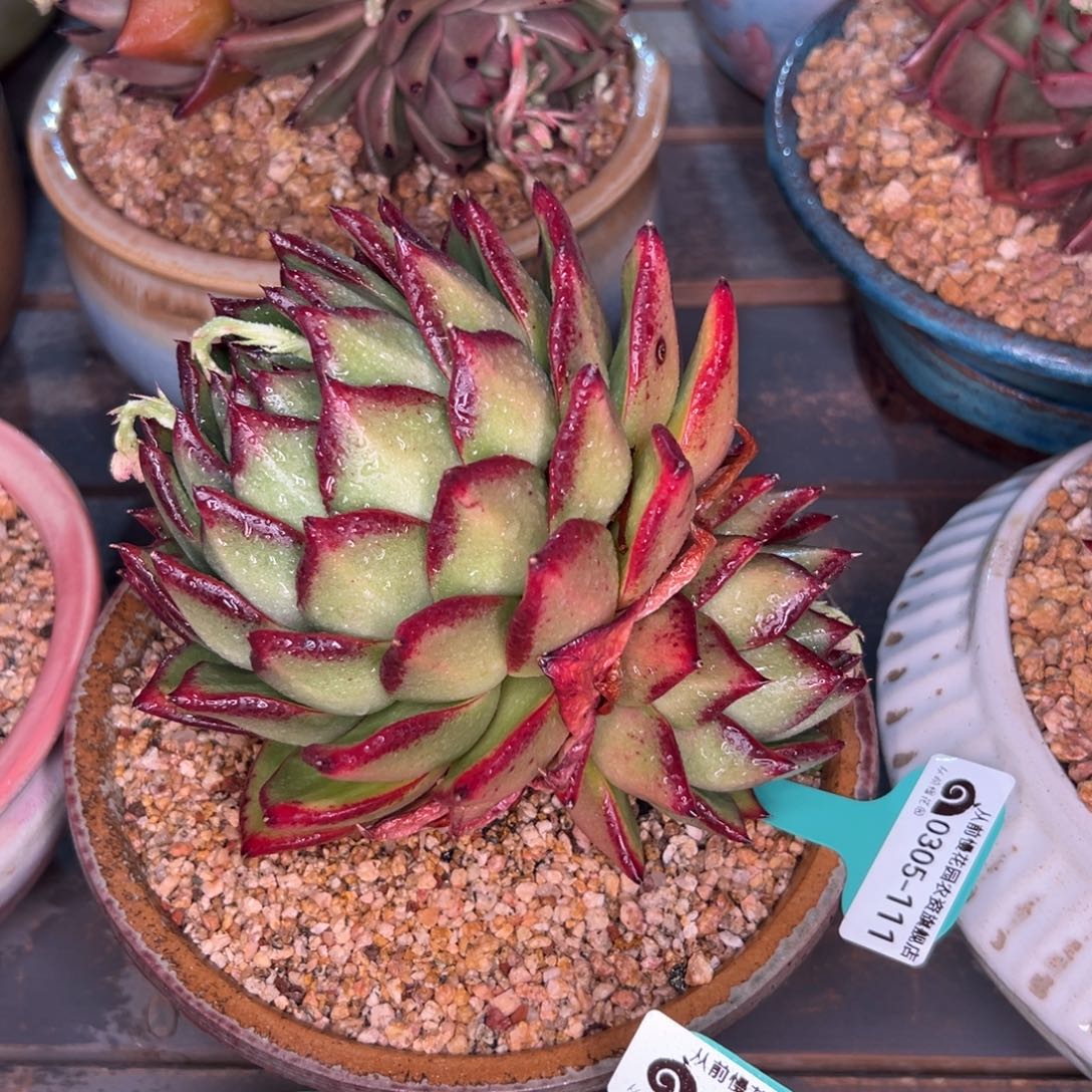 多肉一物一拍0305-111