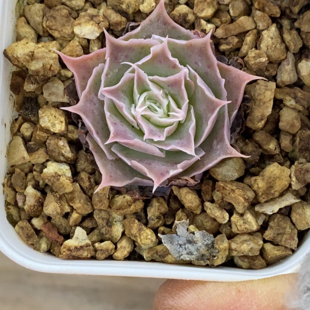 精品多肉一物一拍不包整386