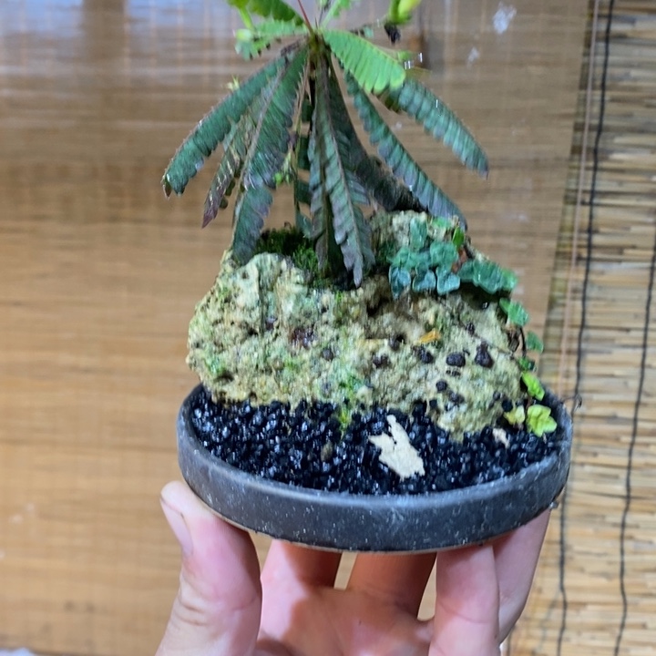 软**妮退款拉黑一物一拍101