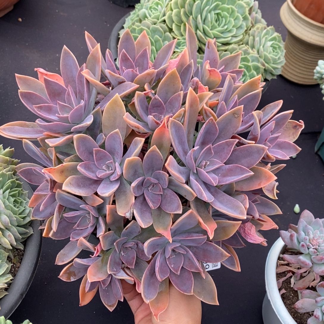 两单包邮1108-99太妃糖