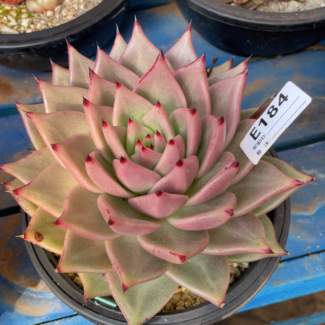 无花朵若如东云单拍E184