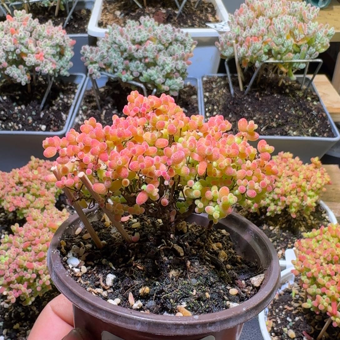 枝干番杏蜜橘糖球701