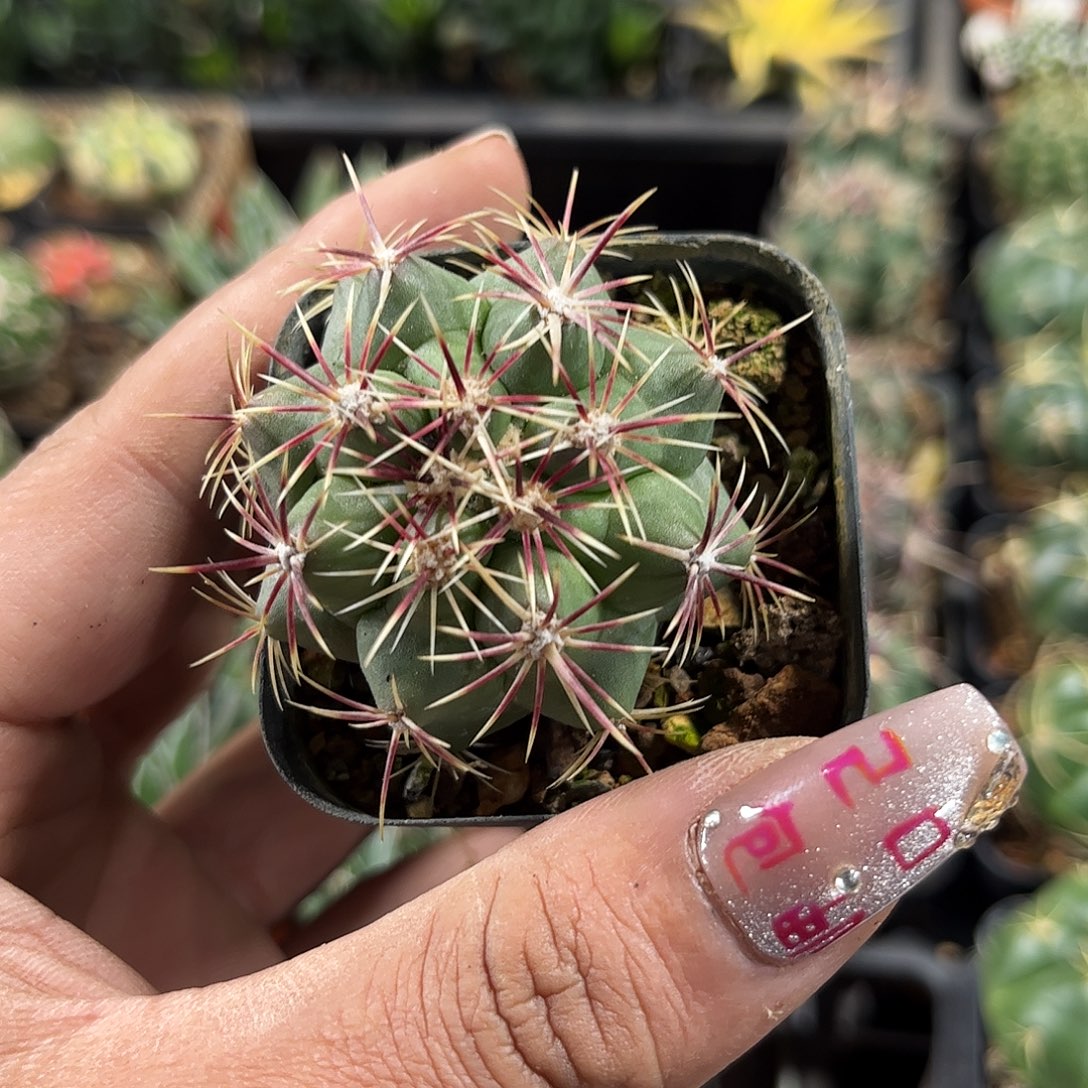 大统领单头发货单头发