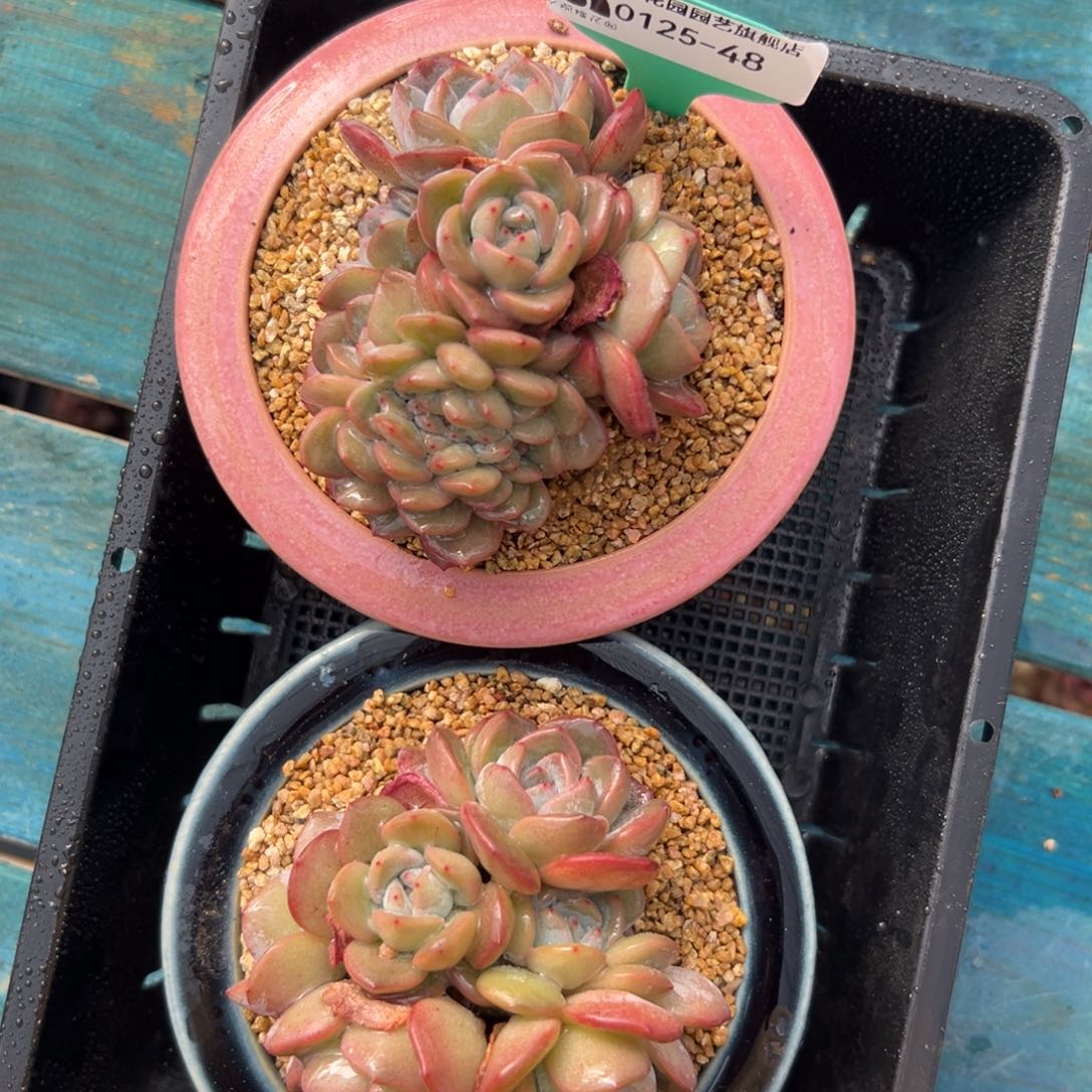 多肉一物一拍0125-48