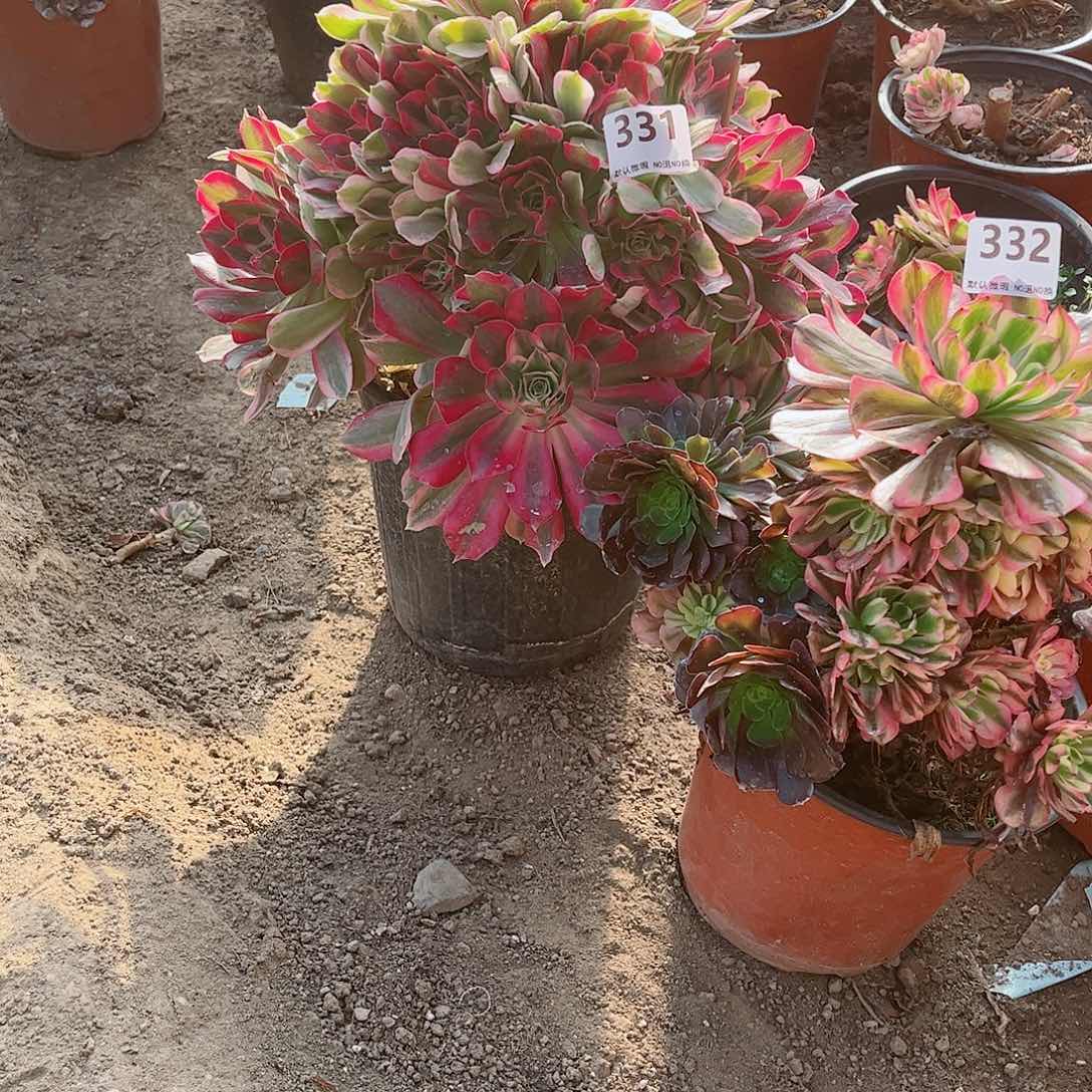 无花朵多肉植物组合332