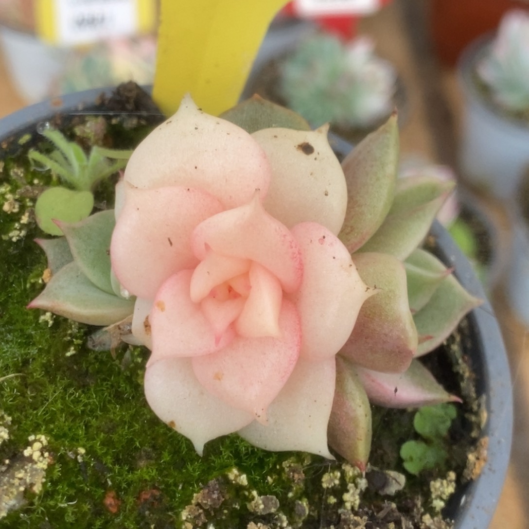 116贝加尔湖锦锦锦锦锦