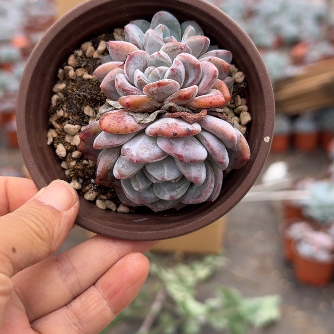 梦露4厘米3头5棵不售后