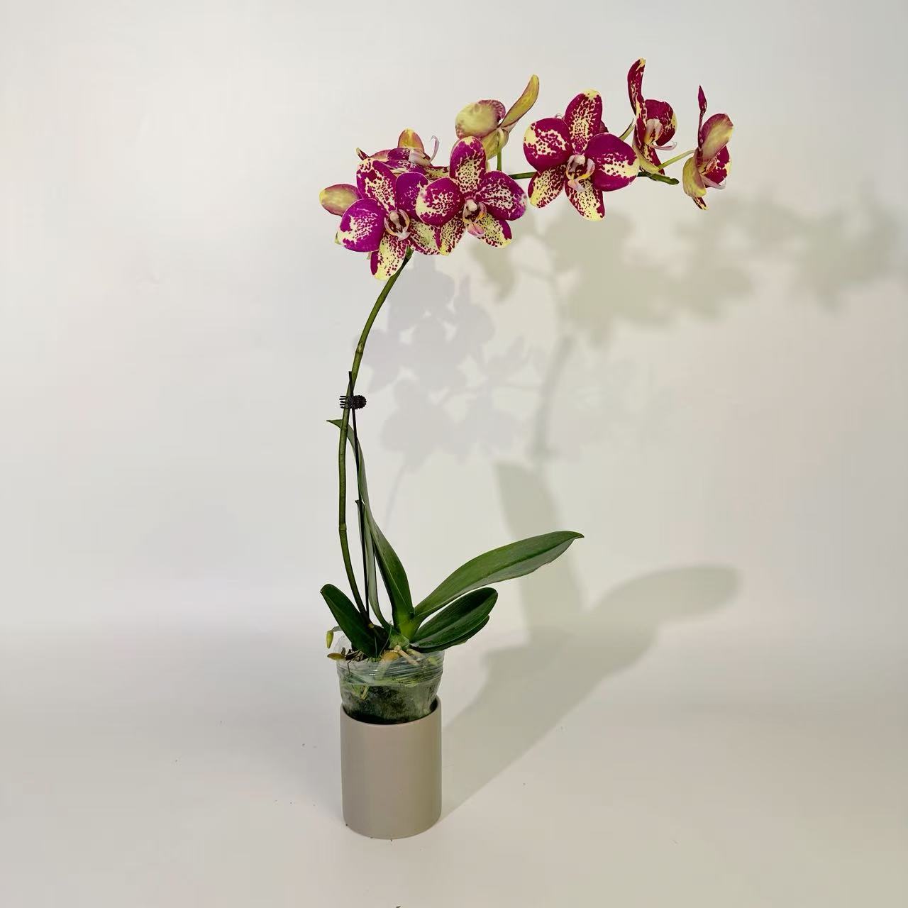 【毕加索】蝴蝶兰花卉绿植年宵花乔迁送礼佳品