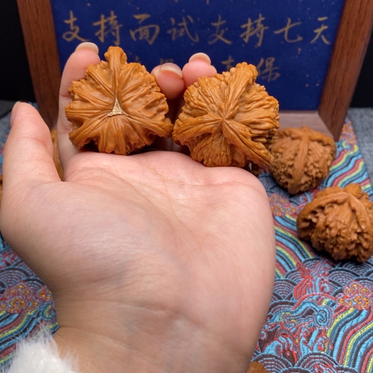 【闪购商品】舞***象白狮