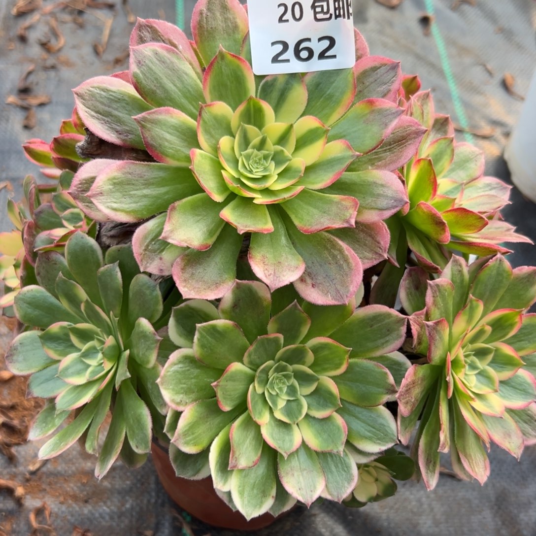 262海王，满20包邮嘟叮熊
