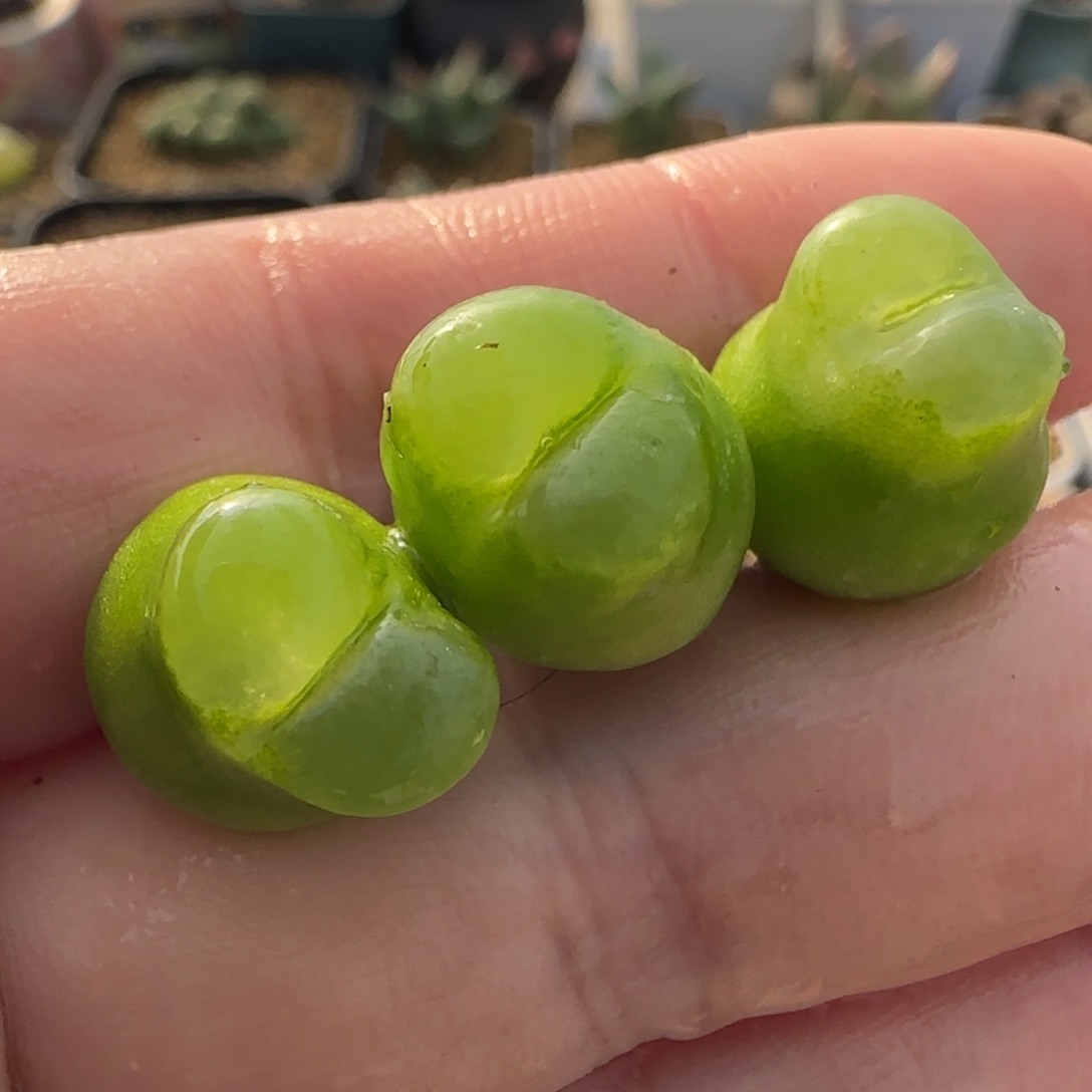 2.9号多肉大雪茄3颗一组29号