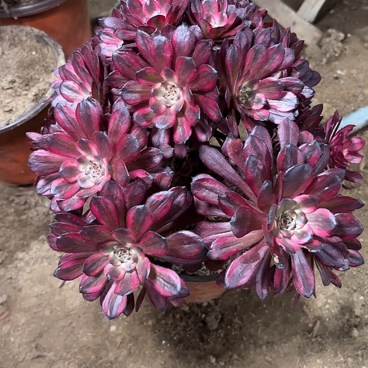 多肉植物法师烟花46