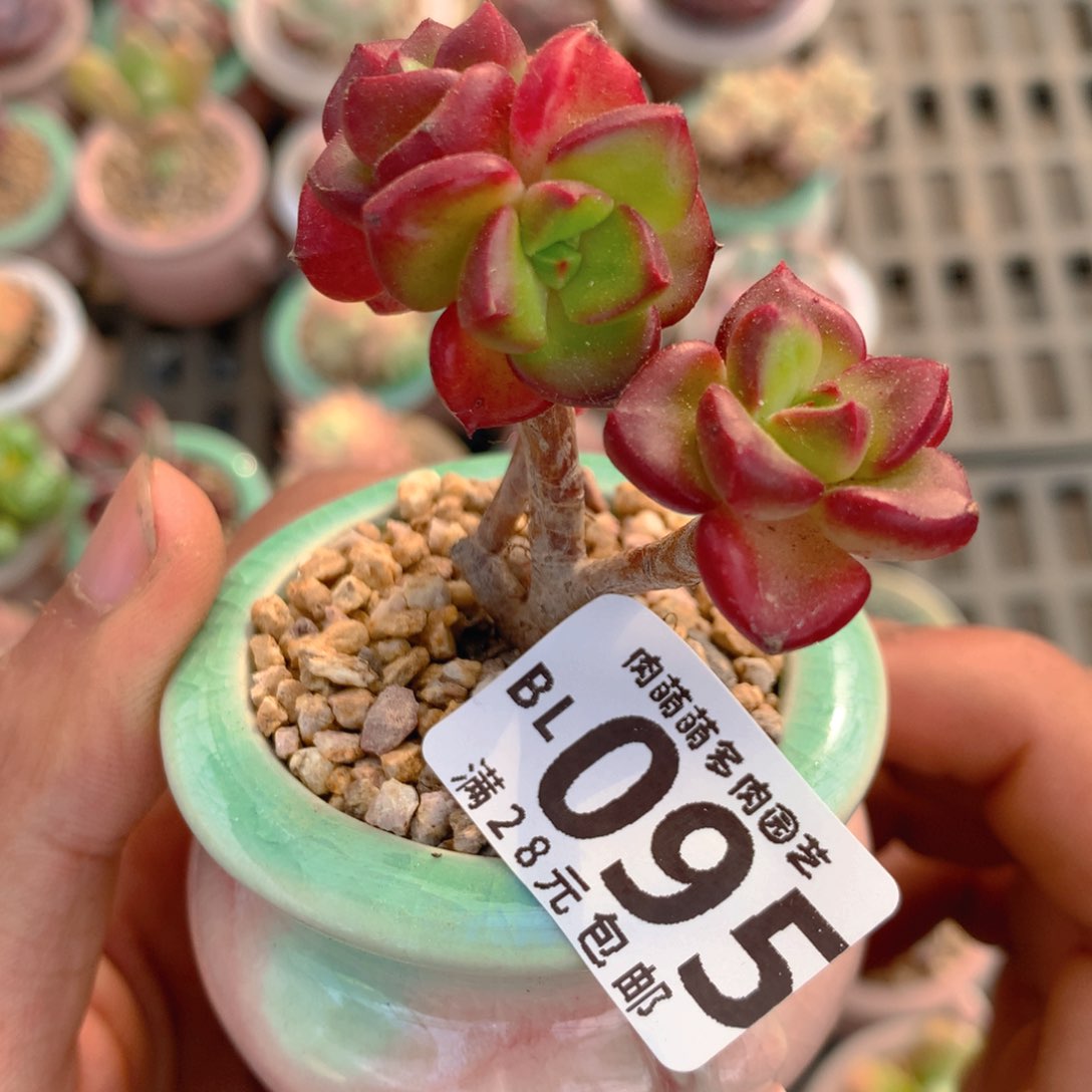 P肉萌萌5cm拇指盆精控多肉BL095