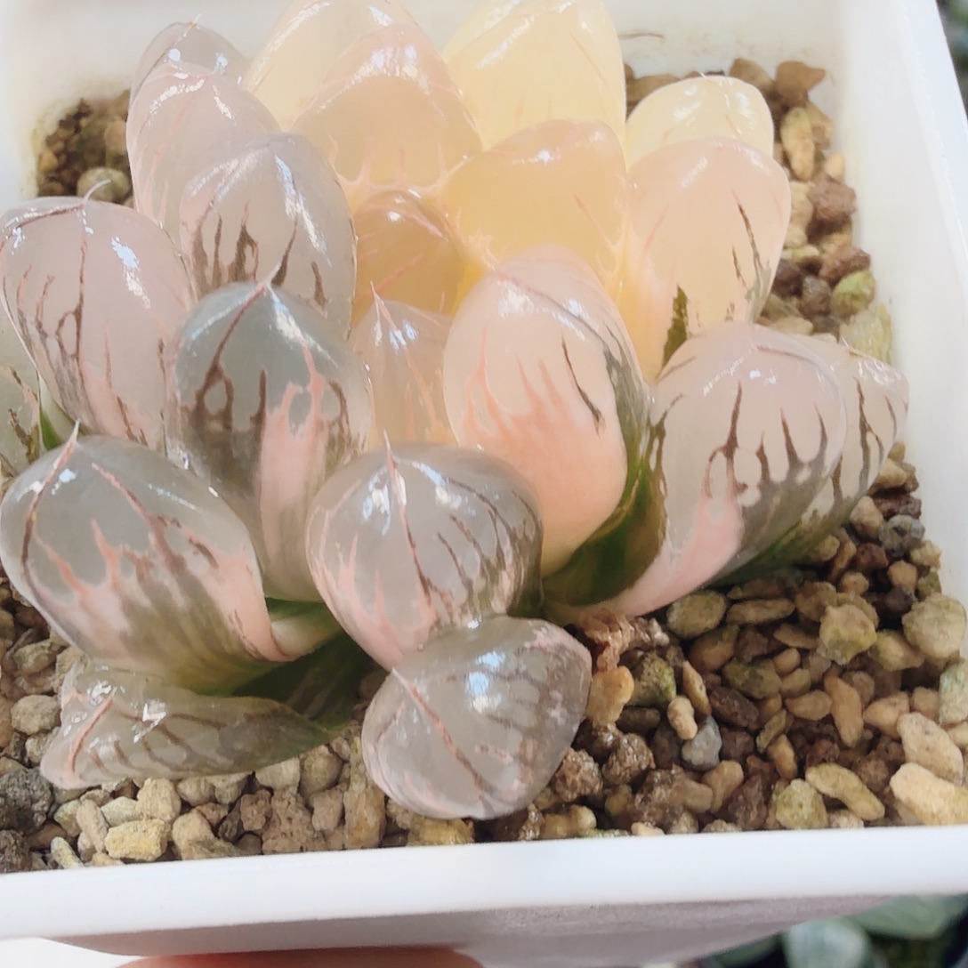 十二卷福利玉露锦糊班湖水