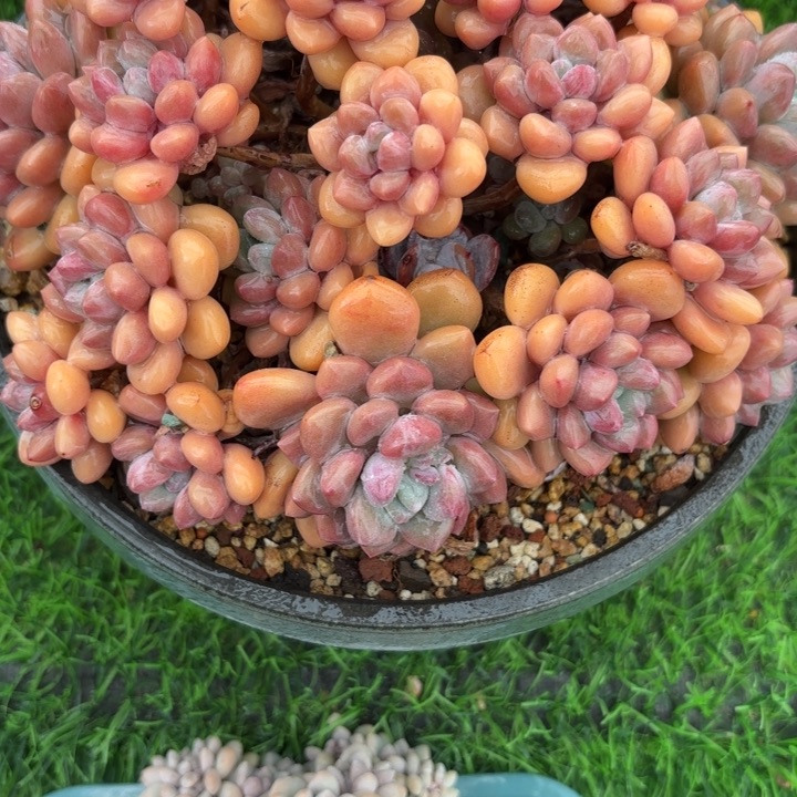 华****金肉肉肉肉肉肉肉