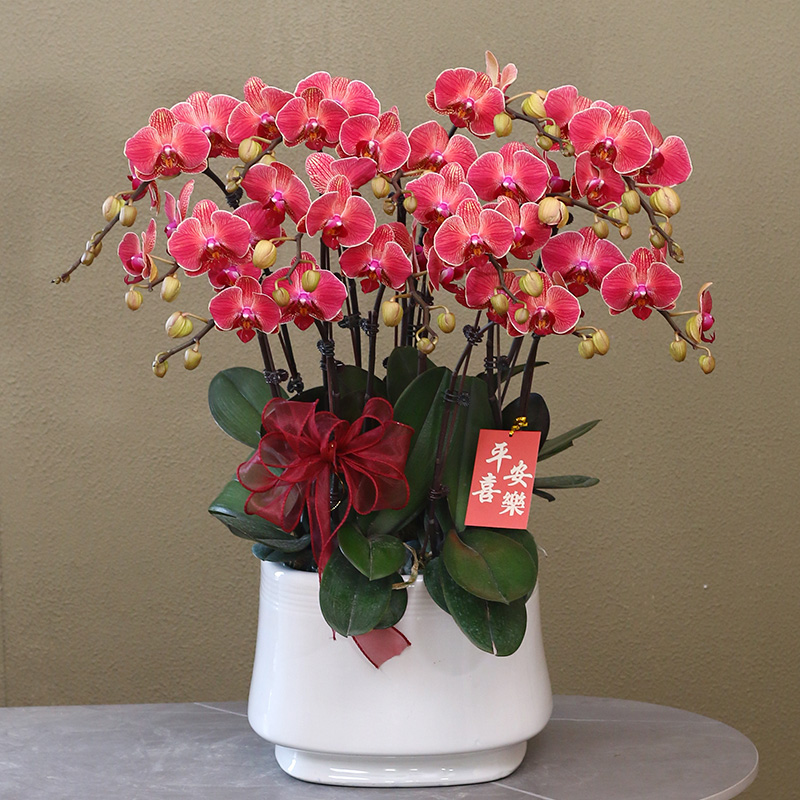 蝴蝶兰【聚宝橘子】带花带盆组好伴手礼送礼茶桌客厅书房美化装饰