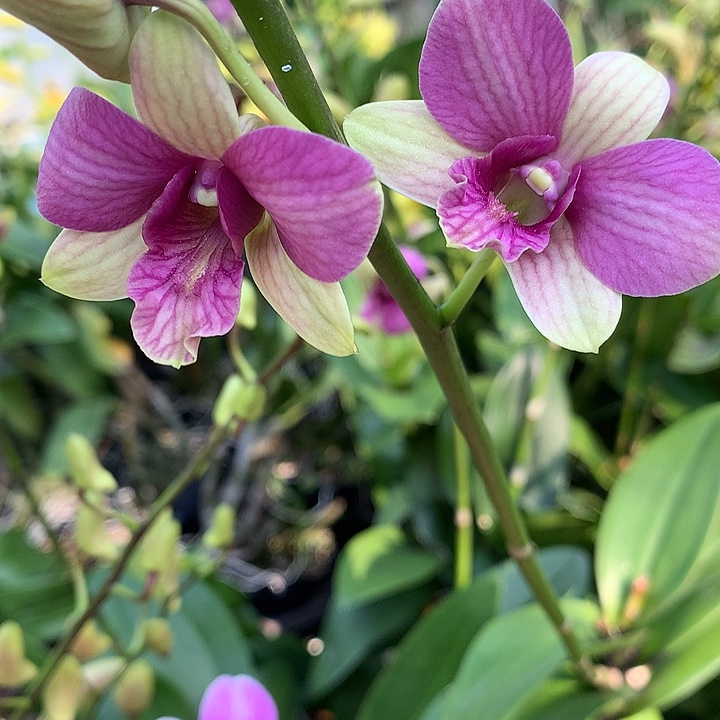 完全开放复古色兔莉莉叶上有笞藓干大小两苗裸根发花叶不包损