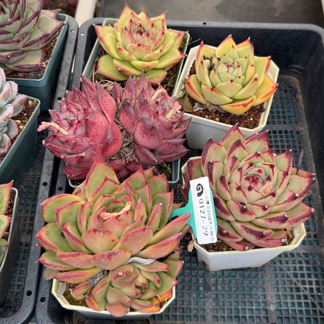 多肉一物一拍0127-29