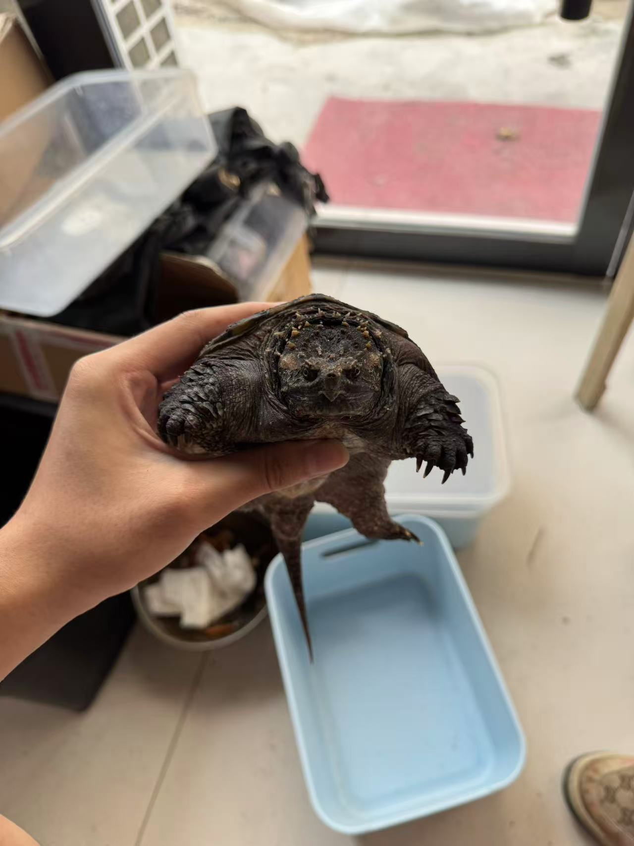 凶猛原种超爆刺纯佛大龟苗观赏水龟活体宠物